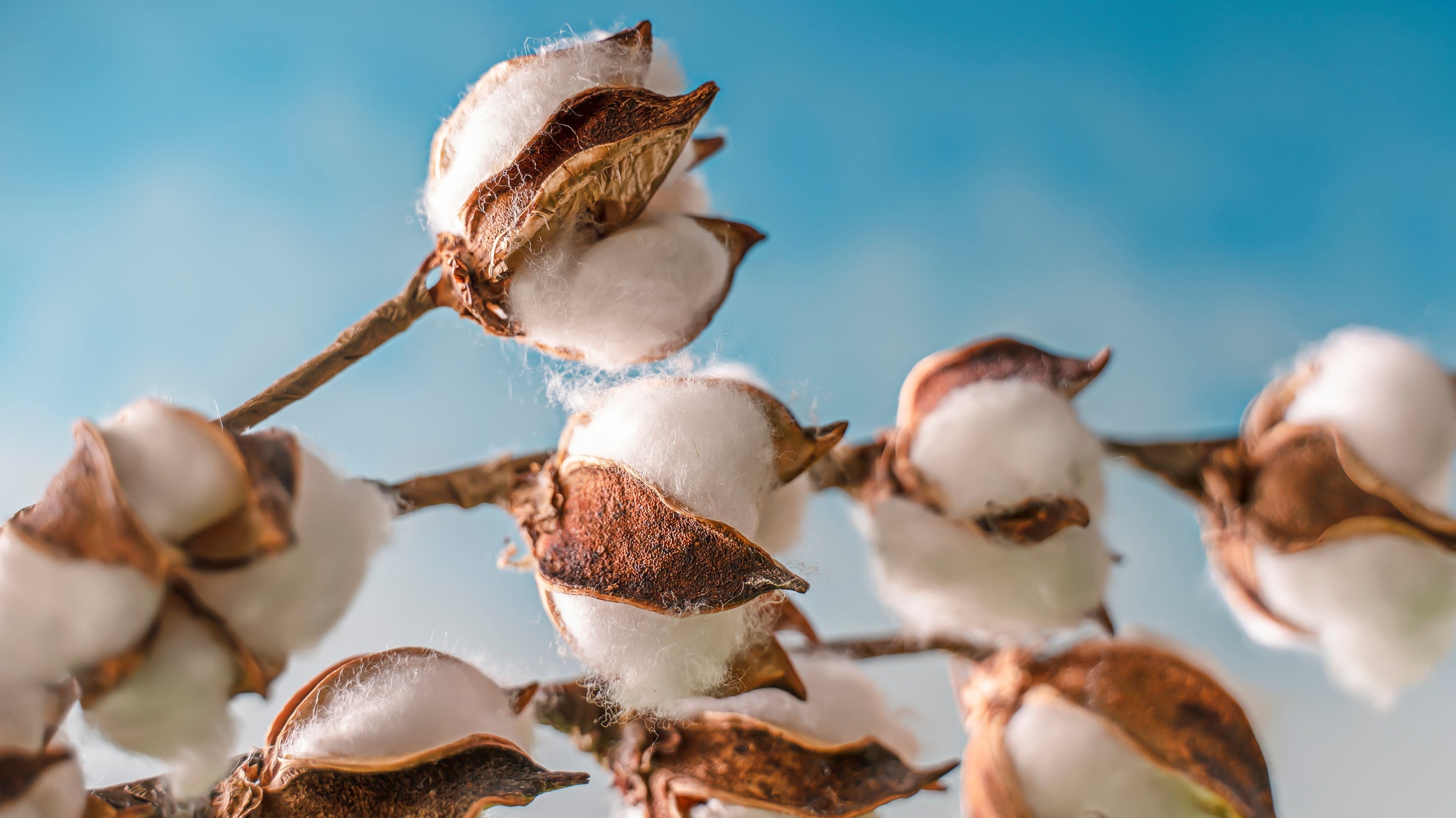 Organic Cotton: Unmatched Quality and Sustainability