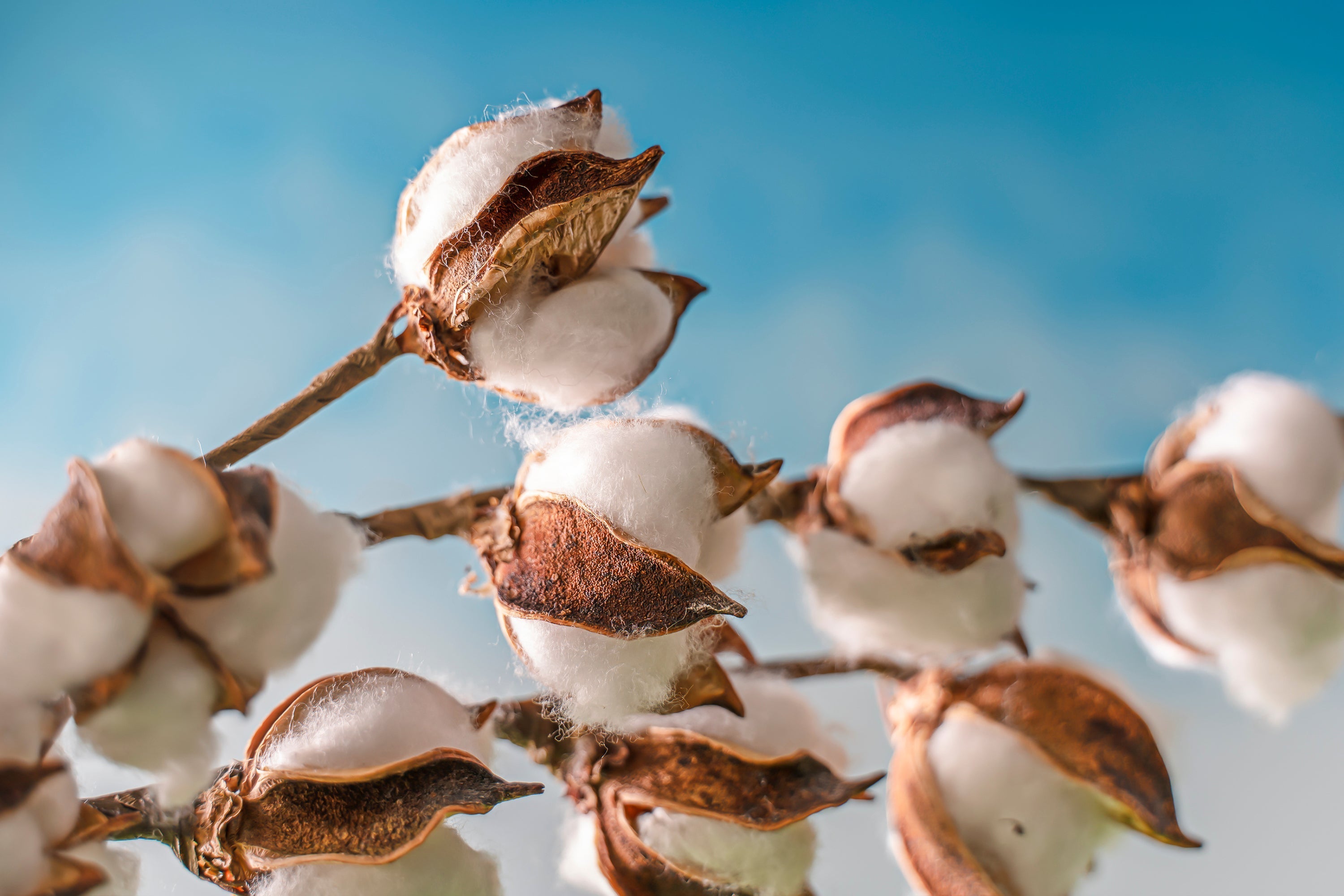 Organic Cotton: Unmatched Quality and Sustainability